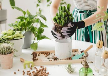 Tips Berkebun Buat Pemula agar Tidak Jadi Plant Killer