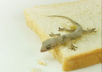 Kena Omel Mertua Gara-gara Cicak Nongol di Meja Makan Terus, Ternyata Cuma Modal 1 Butir Bumbu Dapur Ini Bikin Rumah Bersih Selamanya, Ampuh Banget