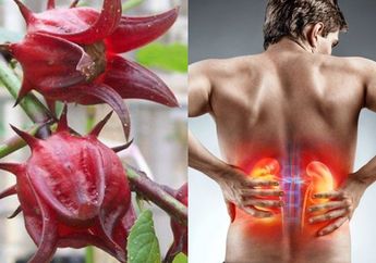Ampuh Turunkan Berat Badan, Bunga Rosella Nyatanya Malah Bisa Picu Penyakit Ginjal