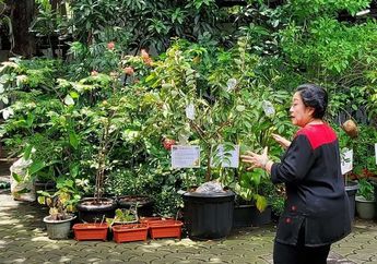 Kabar Megawati Masuk ICU RSPP Viral, Kader PDIP Ramai-ramai Unggah Foto Putri Soekarno Lakoni Hobi Ini, Netizen: Sudah Biasa