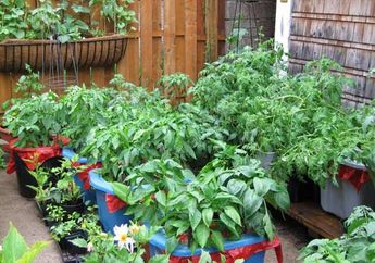 Wow, Ternyata Berkebun di Rumah Miliki Banyak Manfaat Tersembunyi, Stop Buang Waktu di Masa Pandemi!