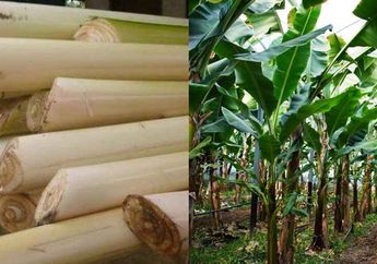 Meski Terbilang Nyeleneh, Batang Pohon Pisang Diam-diam Bisa jadi Obat Alami Diabetes yang Ampuh jika Diolah Begini
