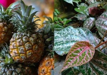 BERITA POPULER : Cara Makan Nanas Tanpa Dikupas dan Anti Ribet Sampai Khasiat Air Rebusan Daun Sirih Merah