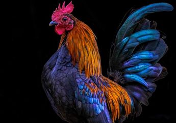 Sering Dimanfaatkan, Sejak Kapan Manusia Mulai Beternak Ayam?