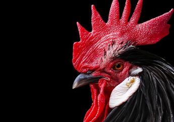 Selidik National Geographic: Kenapa Ayam Jantan Berkokok Setiap Pagi?