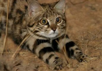 Jangan Salah! Meskipun Terlihat Lucu dan Menggemaskan, Hewan Ini Ternyata Adalah Kucing Paling Mematikan di Bumi