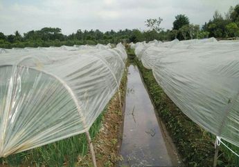 Para Petani Rangkap Peneliti, dan Kisahnya Menghadapi Perubahan Iklim