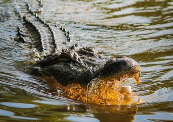 Potongan Tubuh Manusia Ditemukan dalam Perut Aligator Amerika Raksasa