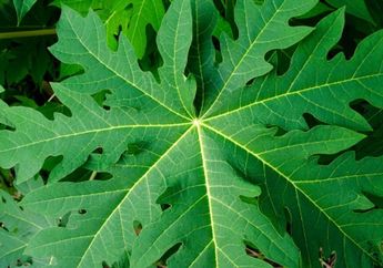 Biaya Rumah Sakit Mahal, Mending Makan Daun Pepaya Biar Tubuh Rasakan 6 Manfaat Baik Ini, Dijamin Sehat dan Engga Perlu Minum Obat Lagi