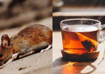 Tanpa Repot Gunakan Perangkap dan Racun, Ternyata Tikus Bisa Diusir Hanya dengan Ampas Teh!