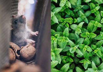 Mau Basmi Tikus Tanpa Gunakan Racun Berbahaya? Nyesel Baru Tau, Tinggal Manfaatkan Tanaman Herbal Ini!