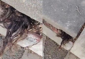 'Rambut Nenek' Keluar dari Makam Ratusan Tahun, Peziarah Dibuat Lari Tunggang Langgang Karena Takut, Terangkatnya Jenazah ke Permukaan Jadi Misteri!