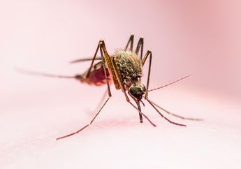 Selamatkan Satu Rumah dari DBD dengan Sabun Cuci Piring, Enggak Sangka Bisa Usir Nyamuk Tanpa Semprot