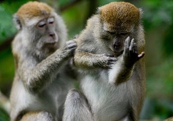 Selamatkan Kutu Simpanse, Ini Masa Depan Genting Kerabat Terdekat Kita