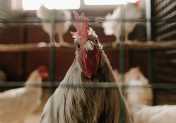Kaya Mendadak, Wanita Ini Tak Sengaja Temukan Harta Karun Bernilai Rp 4 Miliar di Dalam Perut Ayam yang Disembelihnya, Tengok Penampakannya yang Bikin Melongo