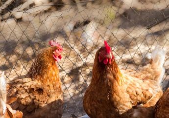 Ungkap Fakta Mencengangkan, Peneliti Sebut Sayap Ternyata Ayam Tak Punya Kemampuan untuk Terbang, Begini Penjelasannya
