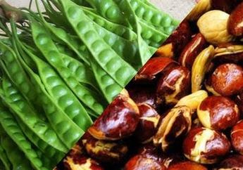 Jengkol dan Petai yang Sering Dimakan Ternyata Mengandung Racun? Simak Penjelasan Ahli