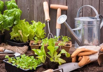 Mulsa Penting dalam Merawat Kebun Sayur untuk Hasil Terbaik, Pemula Wajib Tahu dan Cek Ini!