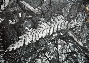 DNA Kuno Mengungkapkan Pohon Keluarga Tertua Yang Pernah Ada di Bumi