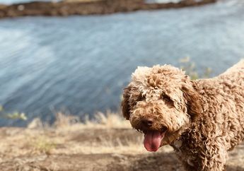 Langka, Ini 6 Ras Anjing Langka di Dunia yang Terancam Punah dan Hanya Ada di Negara-Negara Tertentu