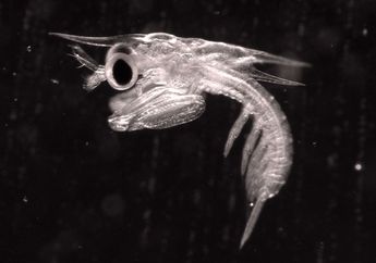 Udang Mantis Mulai Berlatih Tinju Sejak Usianya Sembilan Hari