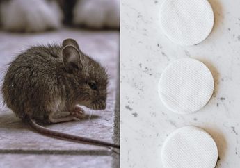 Tak Perlu Lagi Bergantung dengan Perangkap dan Racun karena Usir Tikus Bisa Semudah Ini, Modalnya Cuma Kapas dan Tikus Langsung Kabur dan Tak Mau Kembali Lagi, Yuk Coba Sekarang