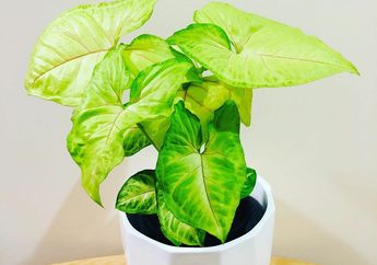 Syngonium yeloow lagi Naik Daun, Beli Sekarang atau Nanti, Ya?