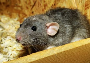 Jangan Sampai Rumah Jadi Sarangnya, Usir Tikus dari Rumah Modalnya Cuma Buah yang Ada di Pekarangan Rumah Ini, Dijamin Gak Berani Masuk Lagi