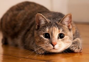 Mitos Kucing Melahirkan di Rumah Datangkan Banyak Rezeki, Begini Menurut Islam