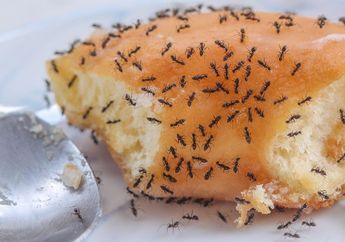 Jangan sampai Kejadian! Kue Lebaran Dikerubungi Semut, Cepat Semprot Pakai Bahan Dapur Ini, Bakal Langsung Kocar-kacir