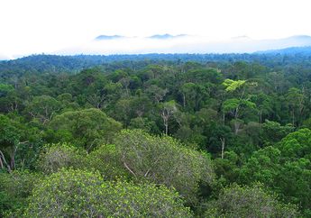Genetika Hutan Borneo Ungkap Masa Lalu dan Kemungkinan Masa Depannya