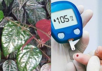 Kabar Bahagia bagi Pengidap Diabetes, Cuma Modal Daun Sirih Merah Bisa Turunkan Gula Darah Secara Alami, Obat Dokter Lewat!