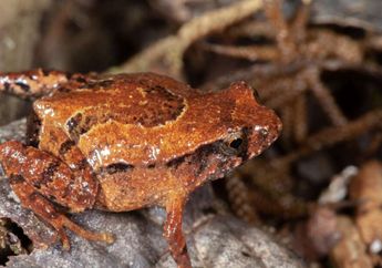 Spesies Baru Katak Berkantung: Orang Tua Jantan Bertugas Mengasuh Anak