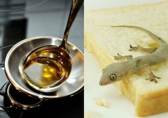 Pusing Cari Cara Usir Cicak di Rumah, Tahunya Cuma Modal Minyak Goreng dan Botol Bekas, Bisa Lenyap Sendiri!