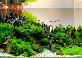 Aquascape: Berkebun dalam Air, Cara Memulainya bagi Pemula!