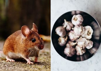 Manfaatkan Kelemahan Tikus untuk Mengusirnya Jauh-jauh dari Rumah, Kuncinya Cukup Beli Bawang Putih di Tukang Sayur dan Olah Jadi Seperti Ini