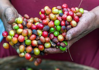 Bagaimana Cara Limbah Kopi Menumbuhkan Kembali Hutan Hujan Kosta Rika?