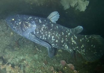 Penemuan Fosil Ikan Coelacanth 'Fosil Hidup' dari Zaman Kapur