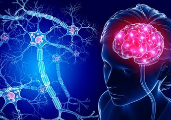 Studi Mengungkap Fungsi Struktur Misterius yang Ditemukan pada Neuron