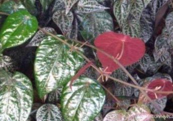 Nyesel Banget Gak Tahu Dari Dulu, Air Rebusan Daun Sirih Merah Ternyata Ampuh Atasi Penyakit Sejuta Umat Ini, Efeknya Dahsyat Banget
