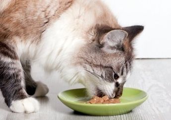 Tips Memberi Makan Kucing yang Benar. Jangan Dikasih Makanan Manusia!