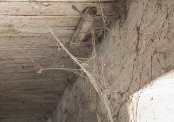 Cara Menghilangkan Jaring Laba-Laba di Rumah, Perhatikan Hal Ini Dulu!