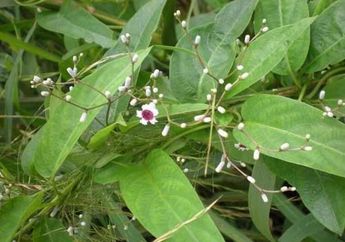 Baunya Mirip Kentut, Daun Ini Punya Efek Antikanker dan Antidiare, Sering Dikira Rumput Liar