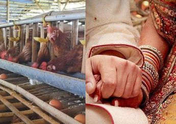 Seenak Jidat Putar Musik Terlalu Keras Saat Nikahan, Tetangga Murka Usai 63 Ayam di Kandang Mati Serentak, Pakar Hewan Ungkap Fakta Mengejutkan