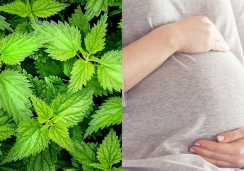 Moms Harus Tahu, Ini Bahaya Ganja untuk Ibu Hamil yang Perlu Diketahui, Salah Satunya Bikin Anak Punya Tingkat Kecemasan Tinggi