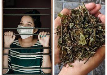 Obat Tradisional Covid-19 Tanpa Gejala dari Daun Sambiloto, Begini Cara Meraciknya