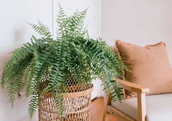 Sembilan Tanaman Ini Mudah Ditanam di Rumah dan Dapat Menjadi Alternatif Air Purifier