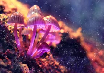 Fenomena Cahaya Dingin Yang di Hasilkan Oleh Beberapa Jenis Jamur