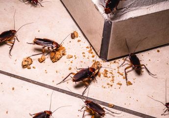 Ternyata Ada Tanaman dan Sayuran Anti Kecoa, Iseng-iseng Letakkan Potongan Daun Ini Kecoa Hilang Selamanya