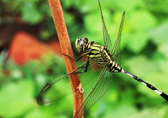 Berita Capung Terbaru Hari Ini - Grid.id